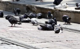 Meydanlarda beslenen güvercin ve kumrular, kuş gribi tehlikesini artırıyor