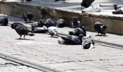 Meydanlarda beslenen güvercin ve kumrular, kuş gribi tehlikesini artırıyor