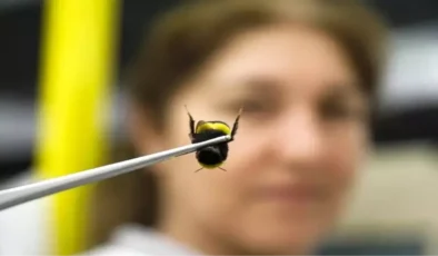 Antalya’dan 25 ülkeye “bombus arısı” ihracatı