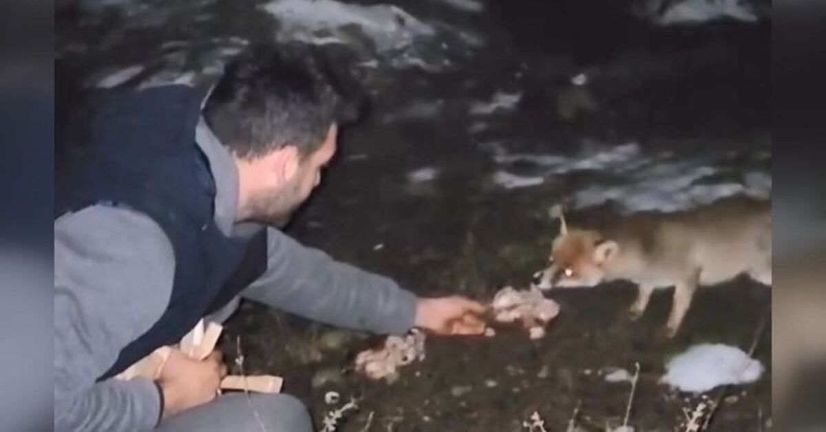 Tilkiyi elleriyle beslemeleri kamerada