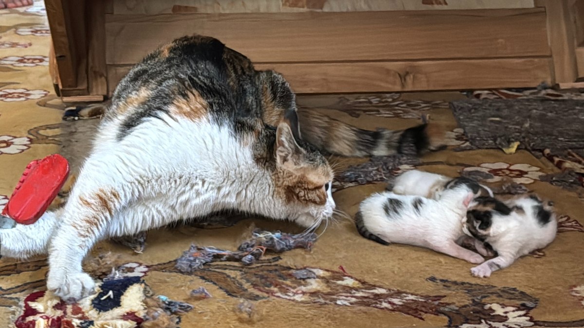 Mersin’de kedi vaaz kürsüsünün altına yavruladı